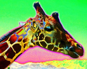 larryoskin_giraffe-11x14