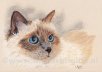 brigitteatelier_w132-birmansenna_profile